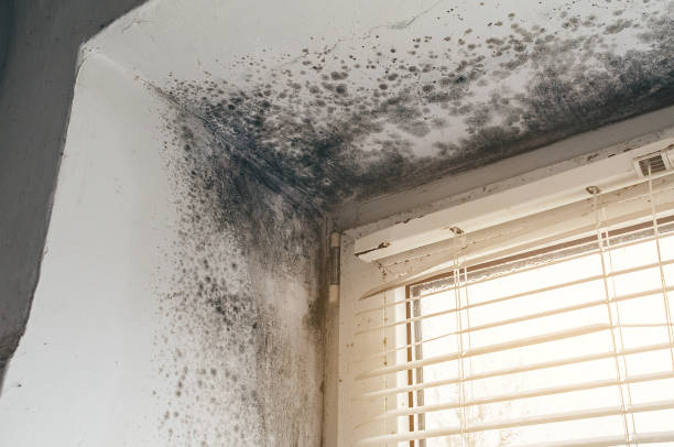 Affordable Basement Mold Removal solutions in Rockville, MN