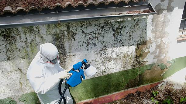 Top rated local Basement Mold Removal specialists in Rockville, MN